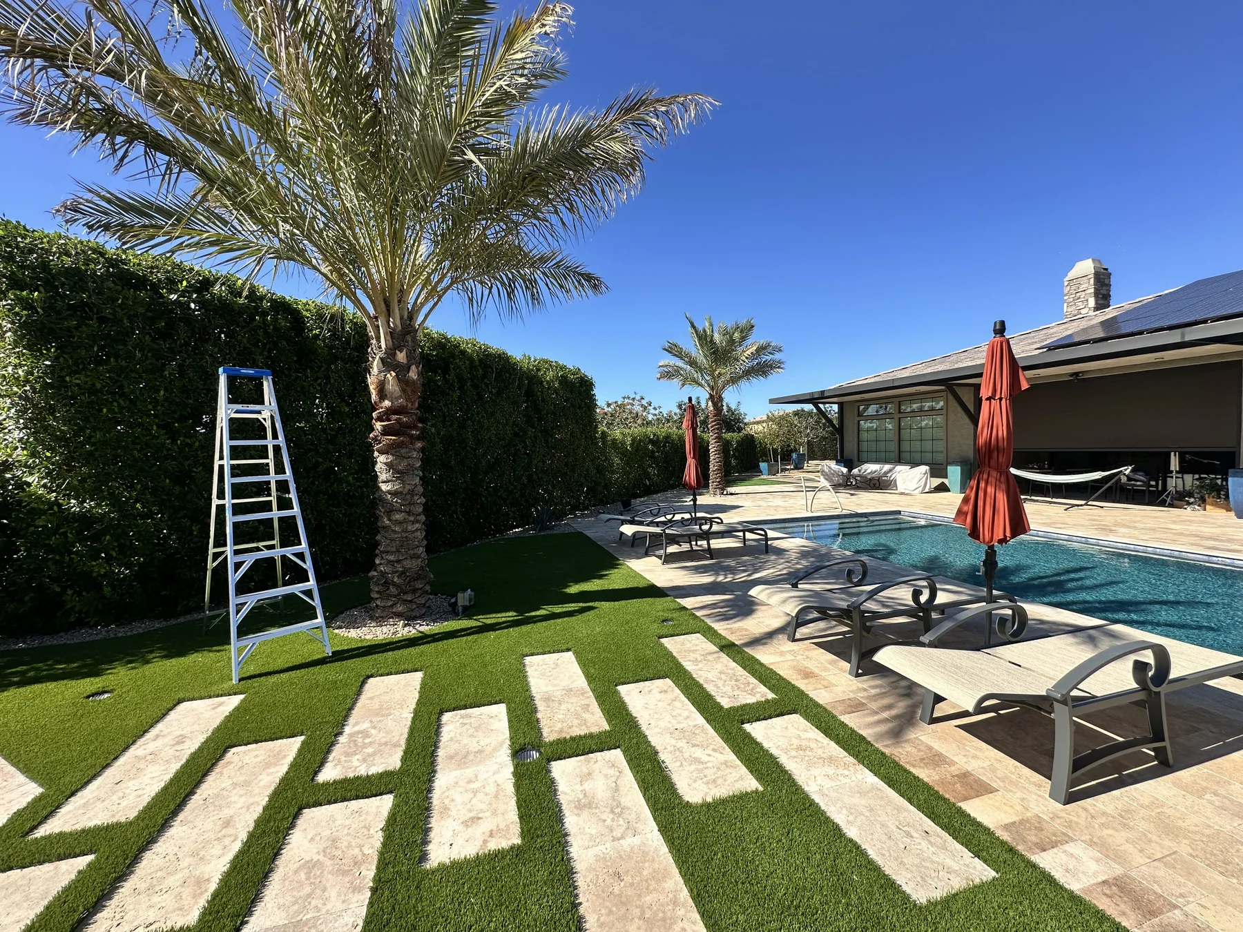 Poolside palms and a tall clipped hedge, with a ladder set beside the planting