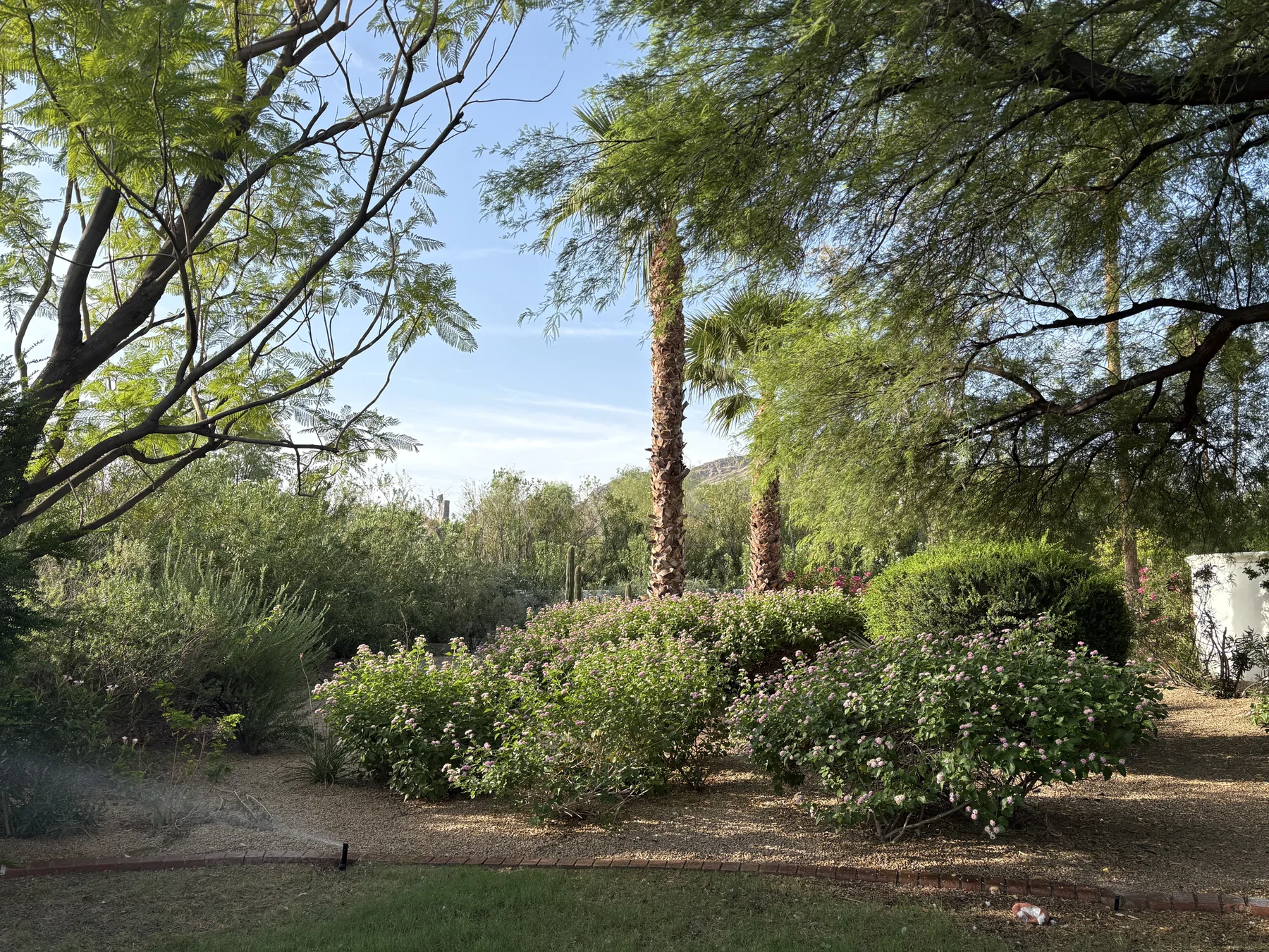 Mature shade trees and palms above layers of pink-flowering shrubs
